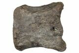 4.1" Hadrosaur (Hypacrosaur) Phalange with Metal Stand - Montana - #192746-5